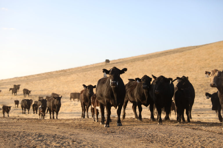 Yolo Land & Cattle Co. The Food Front