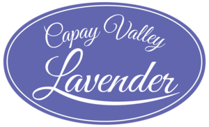 Capay Valley Lavender