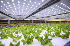 Lettuce growing in greenhouse